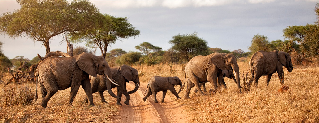 Parque Nacional Tarangire
